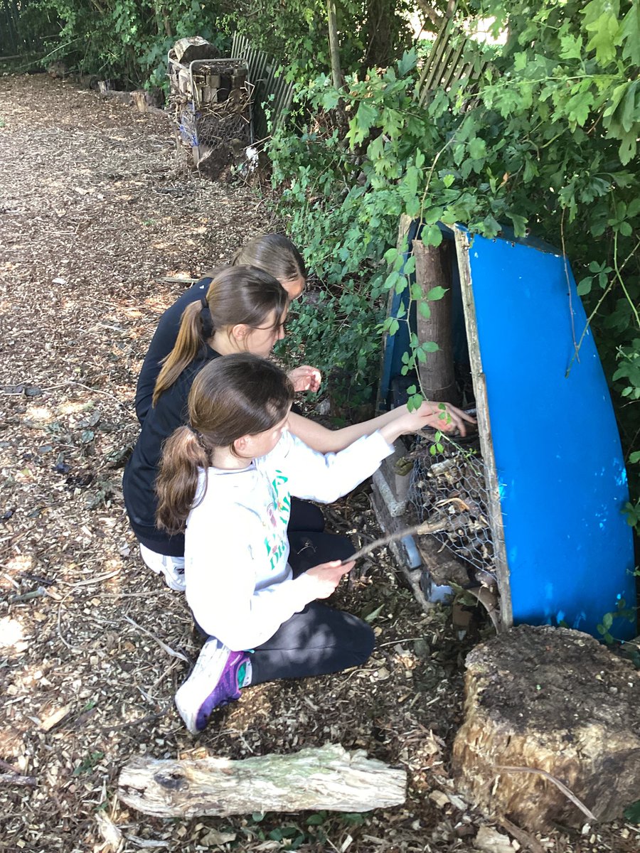 bhhjunior's tweet image. Y6 have been busy in the new science garden, building bug houses based on their designs. We are very pleased with the results and hope the bugs will be happy too! #bhhjscience #bhhjecocouncil  #bhhjcollaboration @OakTreesMAT