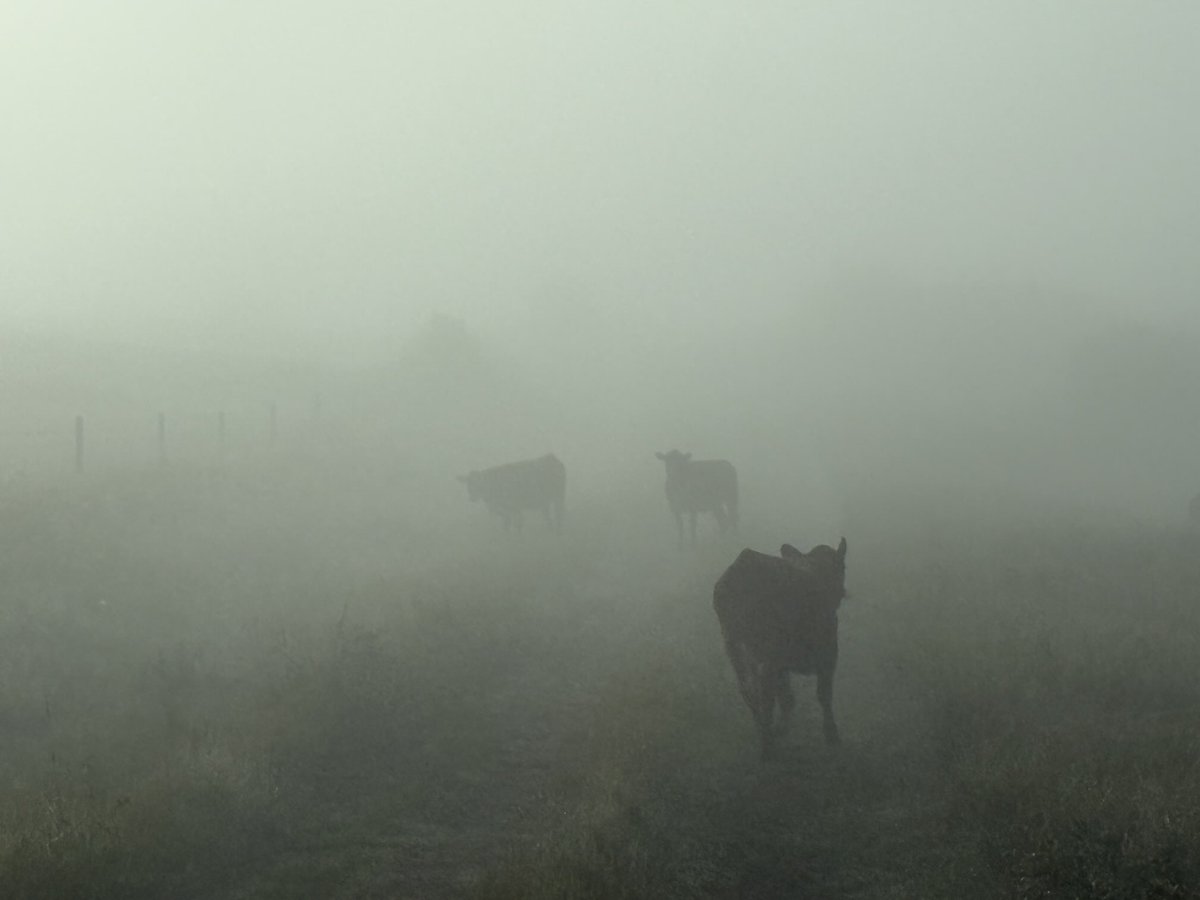 Mystic morning heifers…
