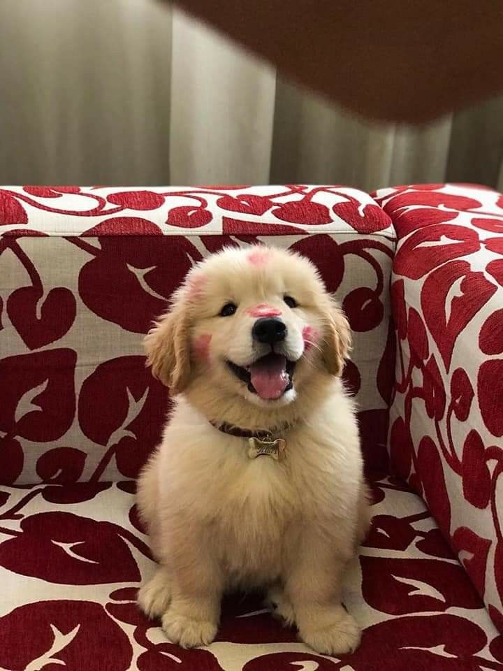 dogssaveworld's tweet photo. https://t.co/LXBs99g3ro