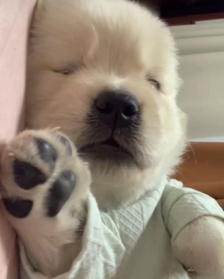 dogssaveworld's tweet photo. https://t.co/lygCToSECO