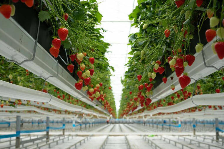 INNOVATION : le géant des aspirateurs Dyson veut révolutionner…la culture des fraises sco.lt/7HsBPc