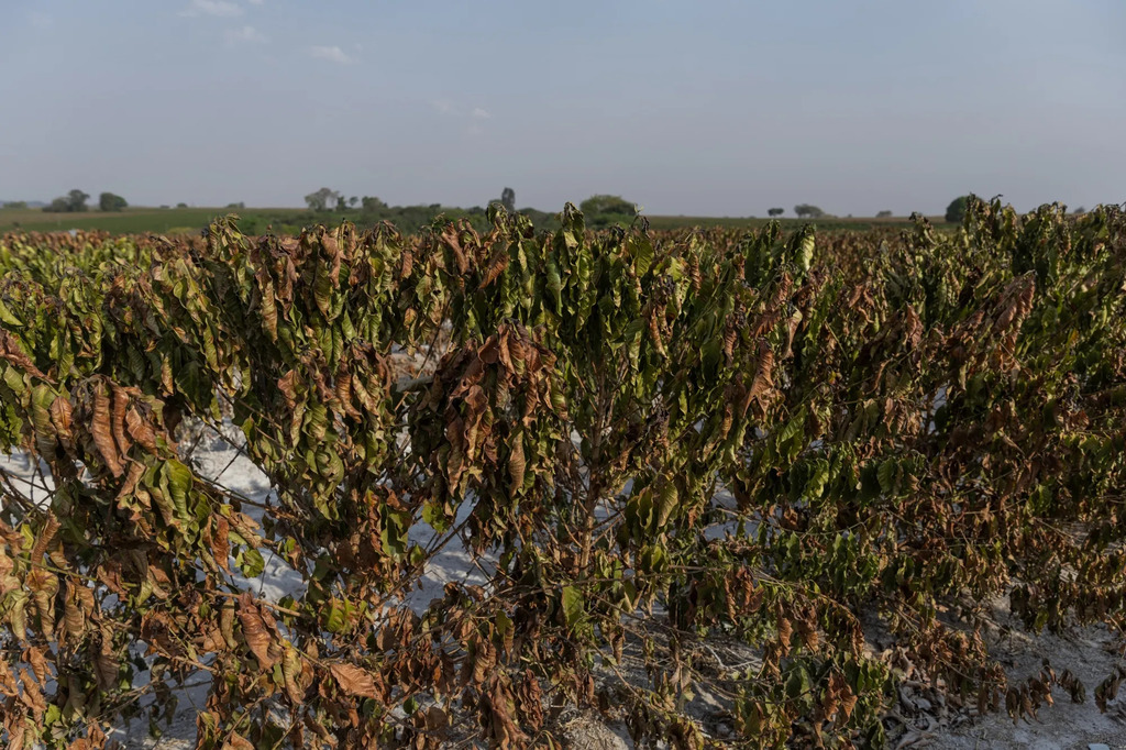 ENVIRONMENT: Food companies try ‘insetting’ to combat climate change sco.lt/8khp2G