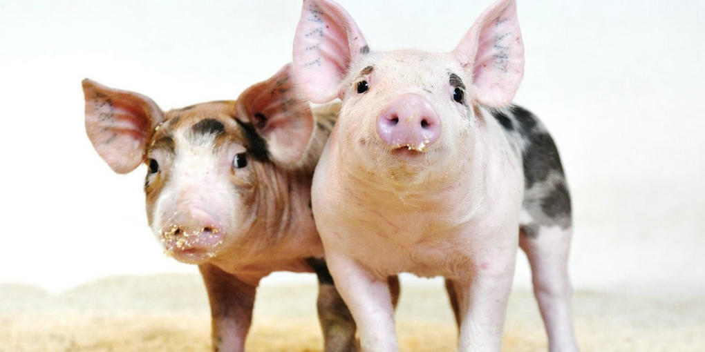 US : an approval of CRISPR pigs for food sco.lt/9MAsCm