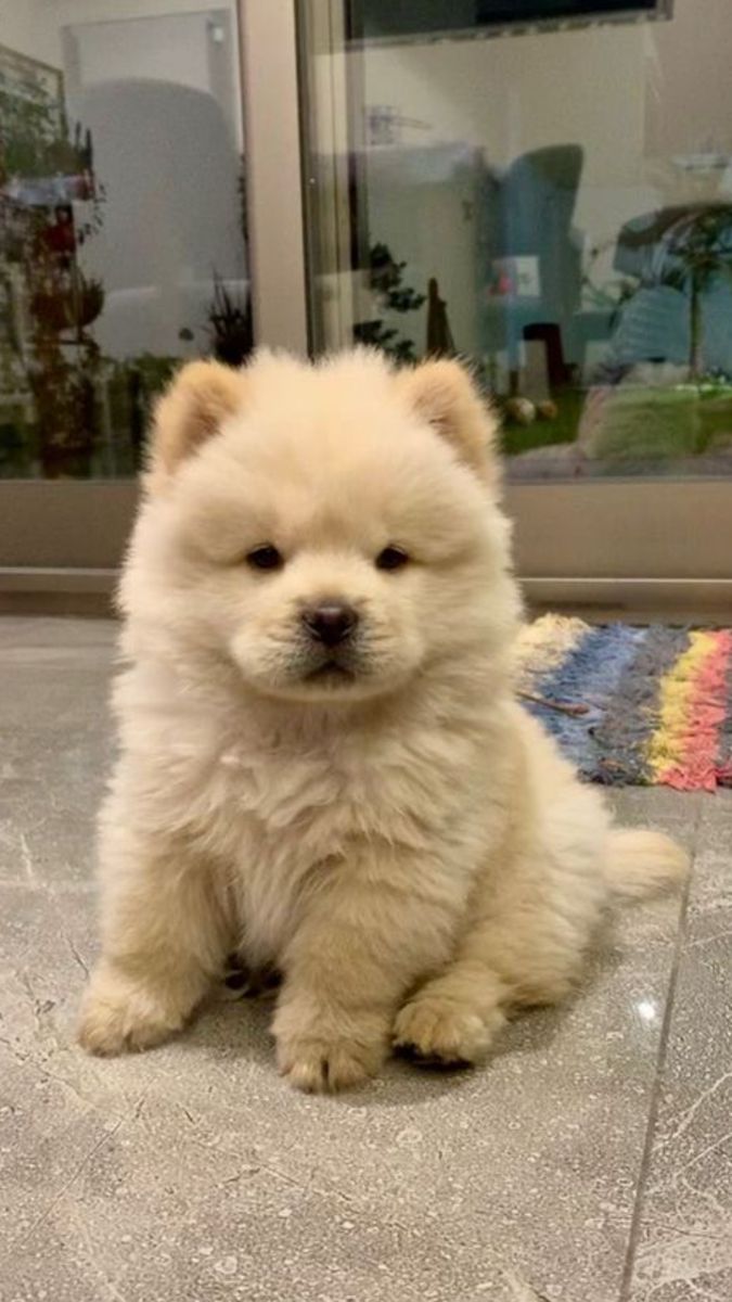 dogs so cute that could save the world (@dogssaveworld) on Twitter photo 