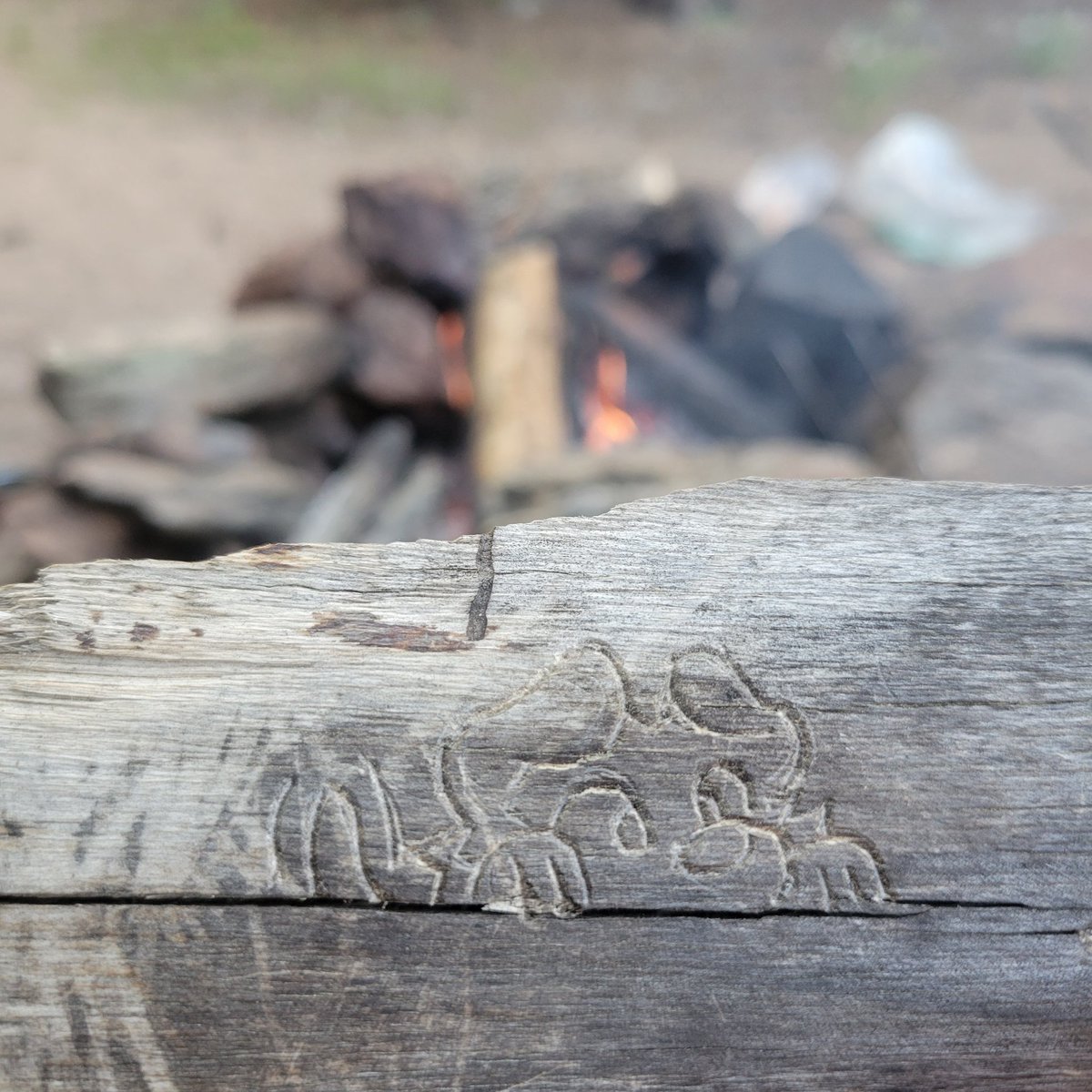 floppystop's tweet image. Found myself a camping buddy this weekend :3