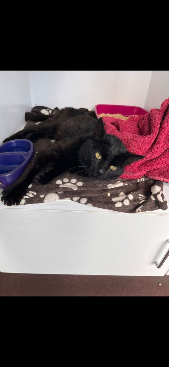 Would appreciate lots of shares for this little man. He was found in a skeletal state &amp; handed into vets. He had wobbly syndrome. So just back legs wobble. He is fiv. A complete sweetie. Can anyone offer him a home? Maybe someone who just lost a cat. Vets are building him bk up