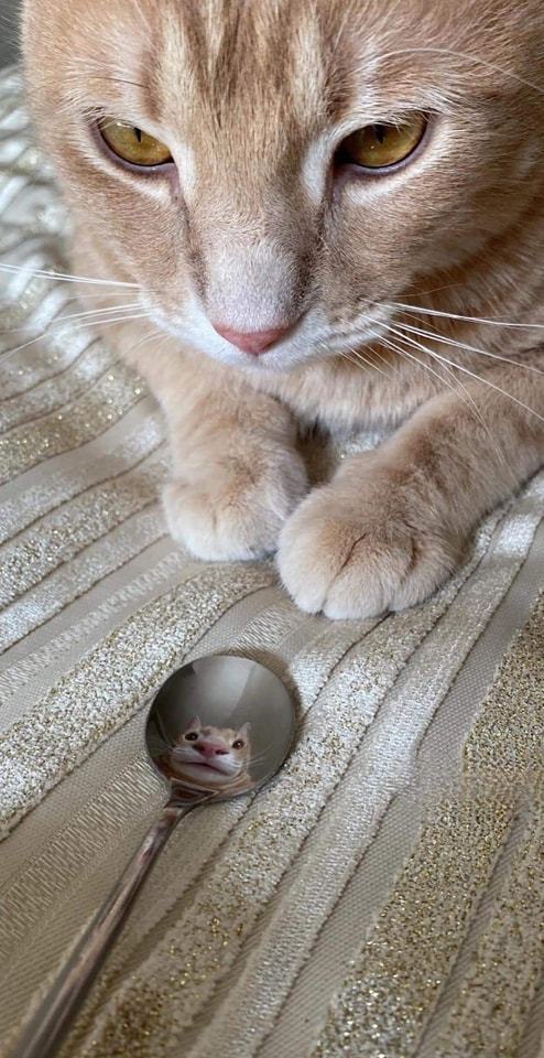 TodoDiaGatinhos's tweet photo. https://t.co/8fY0VnEkfP
