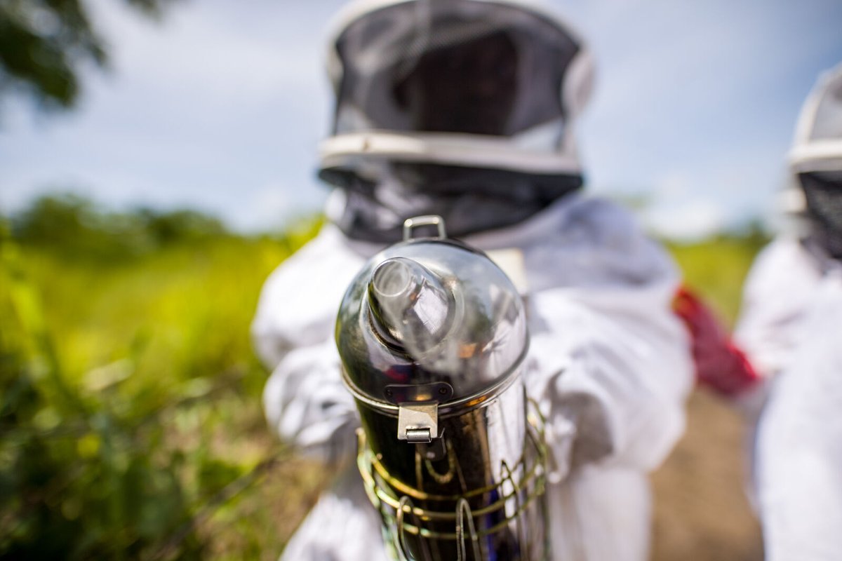 AfricanParks's tweet image. The sweet taste of success.
A beehive represents many things: a chance to earn sustainable income, and a contribution to the health of local floral ecosystems. Honey With Heart is collaborating with rural communities close to Liwonde National Park in Malawi to promote the art of…