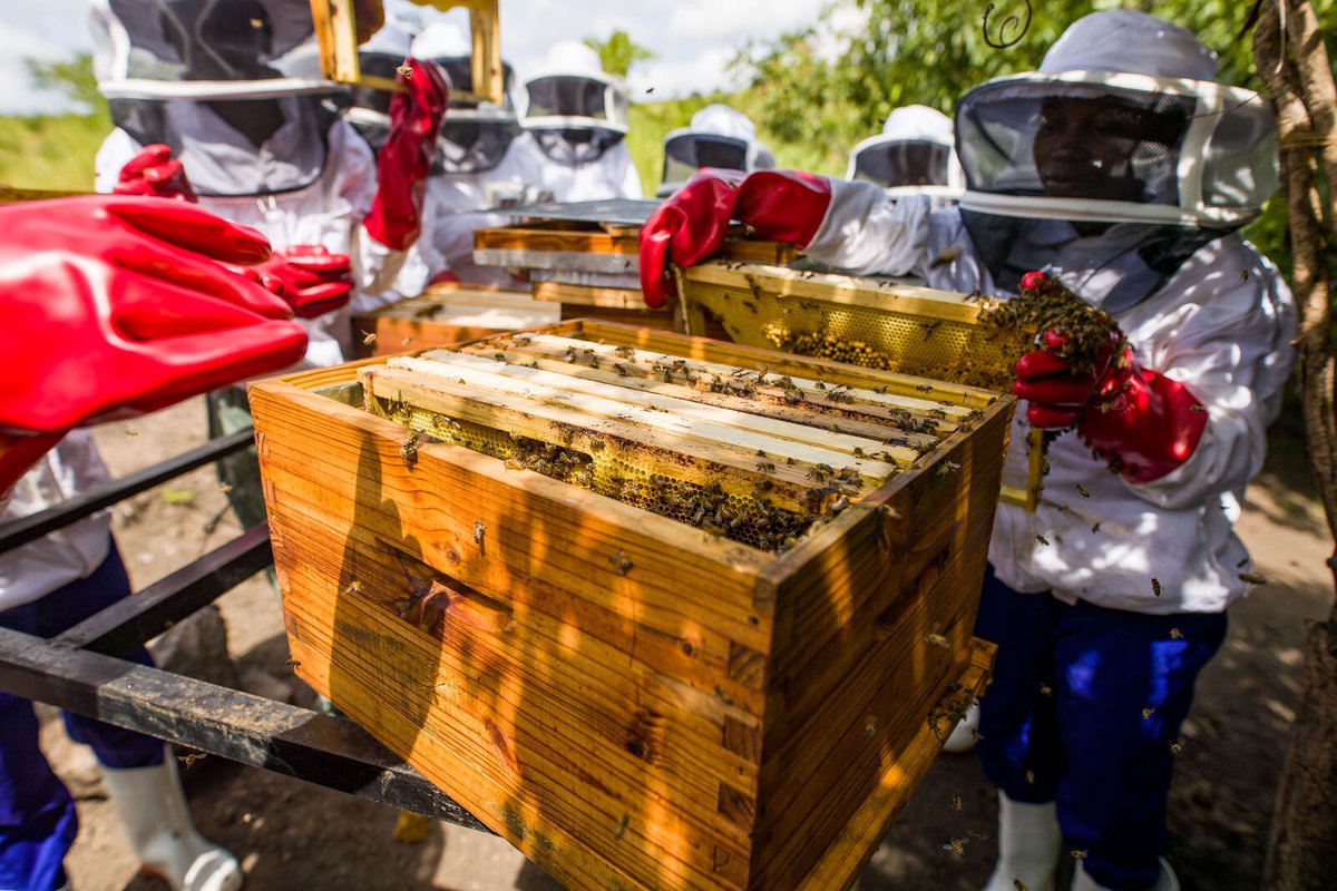 AfricanParks's tweet image. The sweet taste of success.
A beehive represents many things: a chance to earn sustainable income, and a contribution to the health of local floral ecosystems. Honey With Heart is collaborating with rural communities close to Liwonde National Park in Malawi to promote the art of…