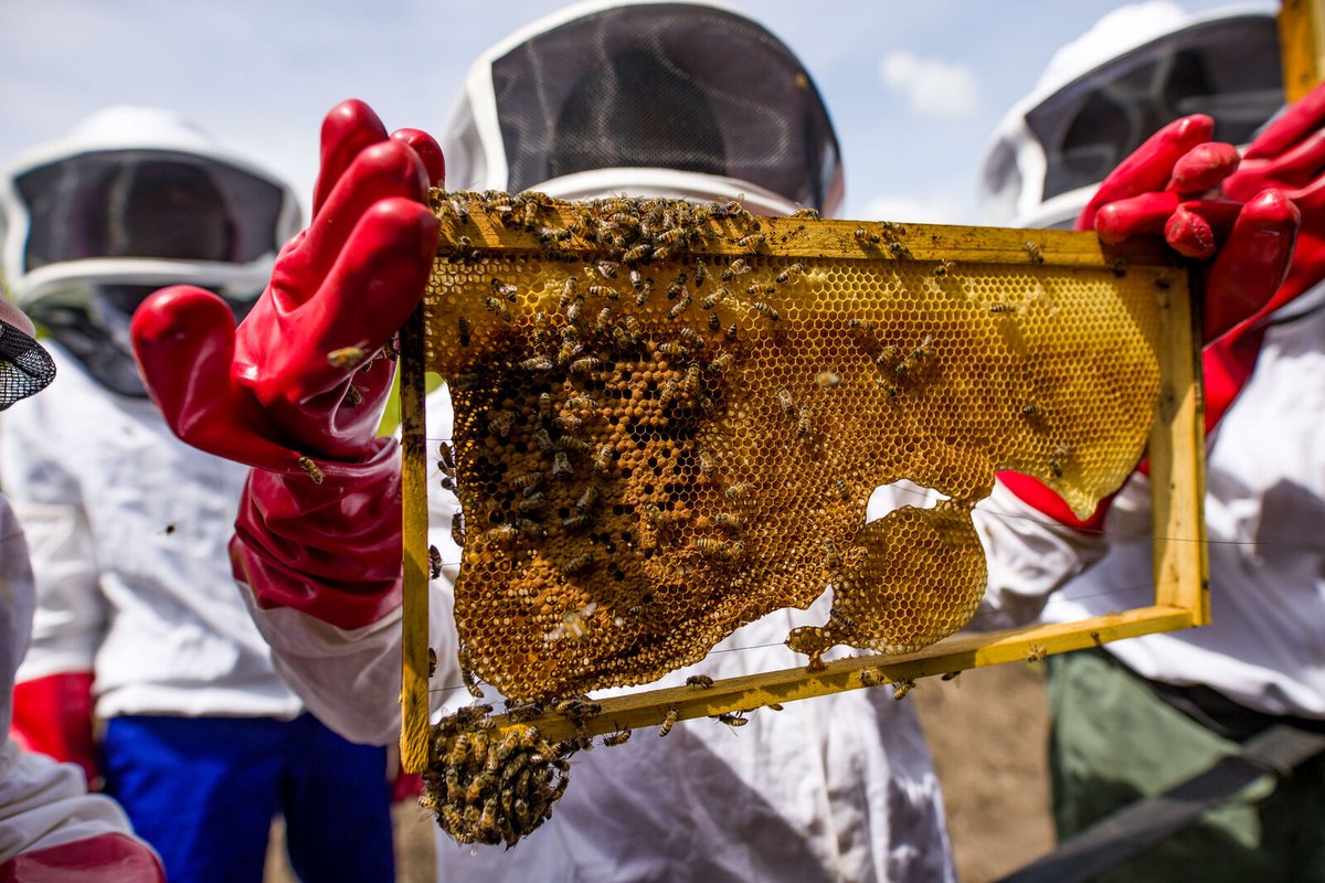 AfricanParks's tweet image. The sweet taste of success.
A beehive represents many things: a chance to earn sustainable income, and a contribution to the health of local floral ecosystems. Honey With Heart is collaborating with rural communities close to Liwonde National Park in Malawi to promote the art of…