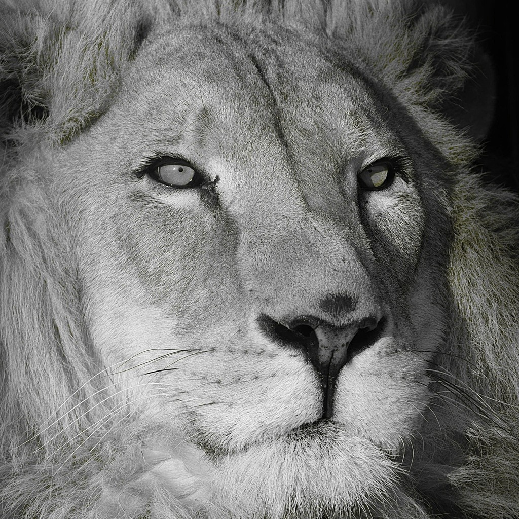 fourpawsint's tweet photo. It is heartbreaking to say farewell to our beloved lion, Simba! 🦁🌈   

A resident of LIONSROCK Big Cat Sanctuary since 2018, this gentle soul has left us far too soon!   

Despite the treatment, he didn't get any better and we had to let him go. https://t.co/H3ACAhVoGH