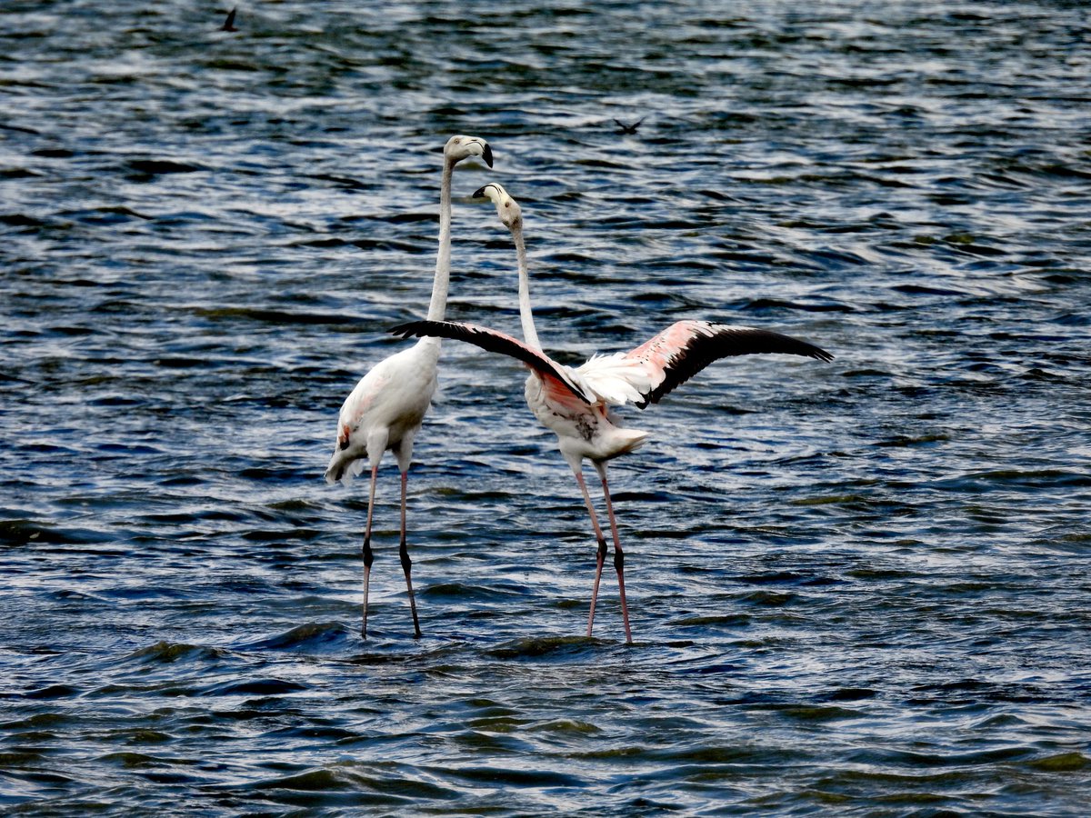 Dance of the flamingos
<a href="/salvor_io/">Salvor 🚢🔺</a>
salvor.io/collections/0x…
