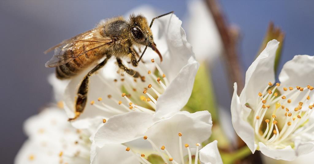 BeeHero enters third season in Australia ow.ly/BXQn106f0ro