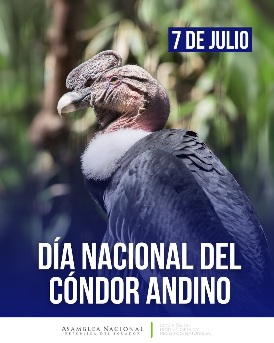 Hoy celebramos al Cóndor Andino, símbolo de libertad y grandeza de nuestra biodiversidad.

Desde la Comisión de Biodiversidad reafirmamos nuestro compromiso con su protección.

#DíaDelCóndor #BiodiversidadEC #ComisiónDeBiodiversidad