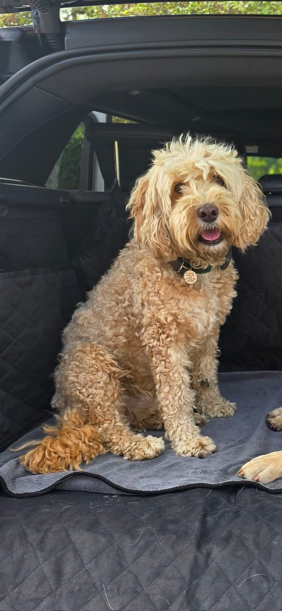 "💰💰 £5,000 reward for safe return💰💰
TOTALLY CONFIDENTIAL!!
             
💥💥 STILL MISSING 7 July💥💥

Where are you Rufus?😭
Five unbearable weeks have passed since Rufus was taken. The family are in pieces!💔
Please bring him back. The reward is yours for his safe return."