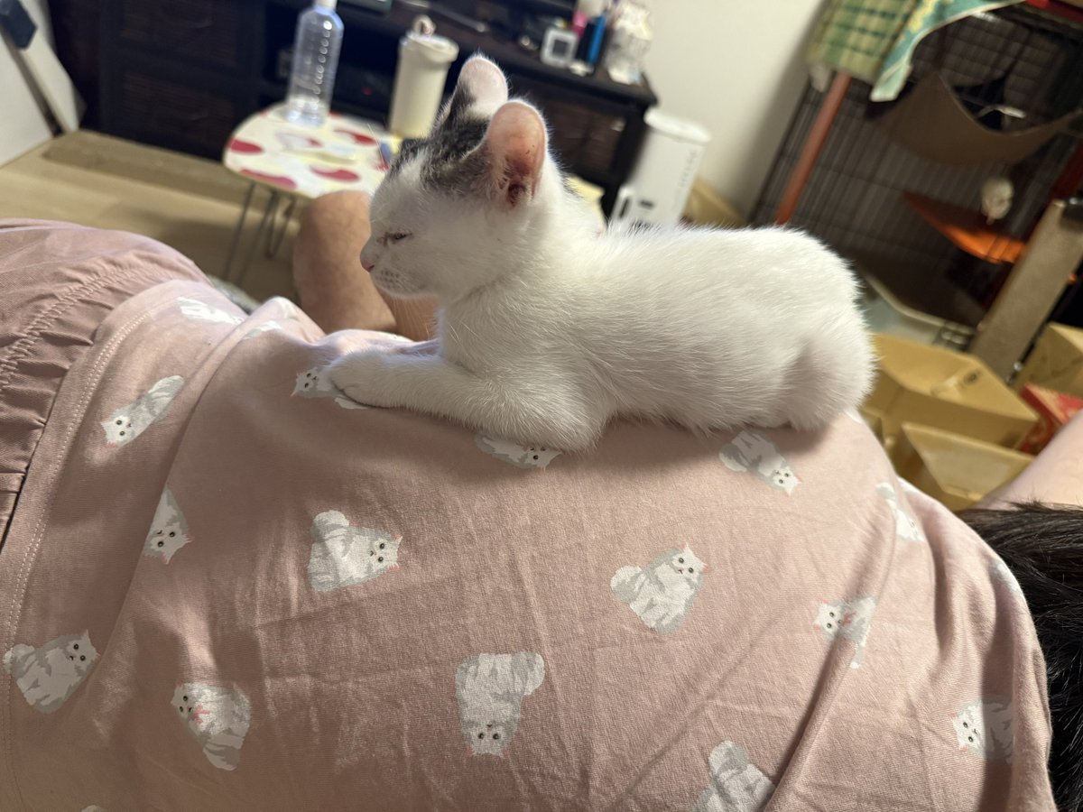 Nepwtune's tweet photo. トライアルキャット🐈 https://t.co/jcTJrYFPtv