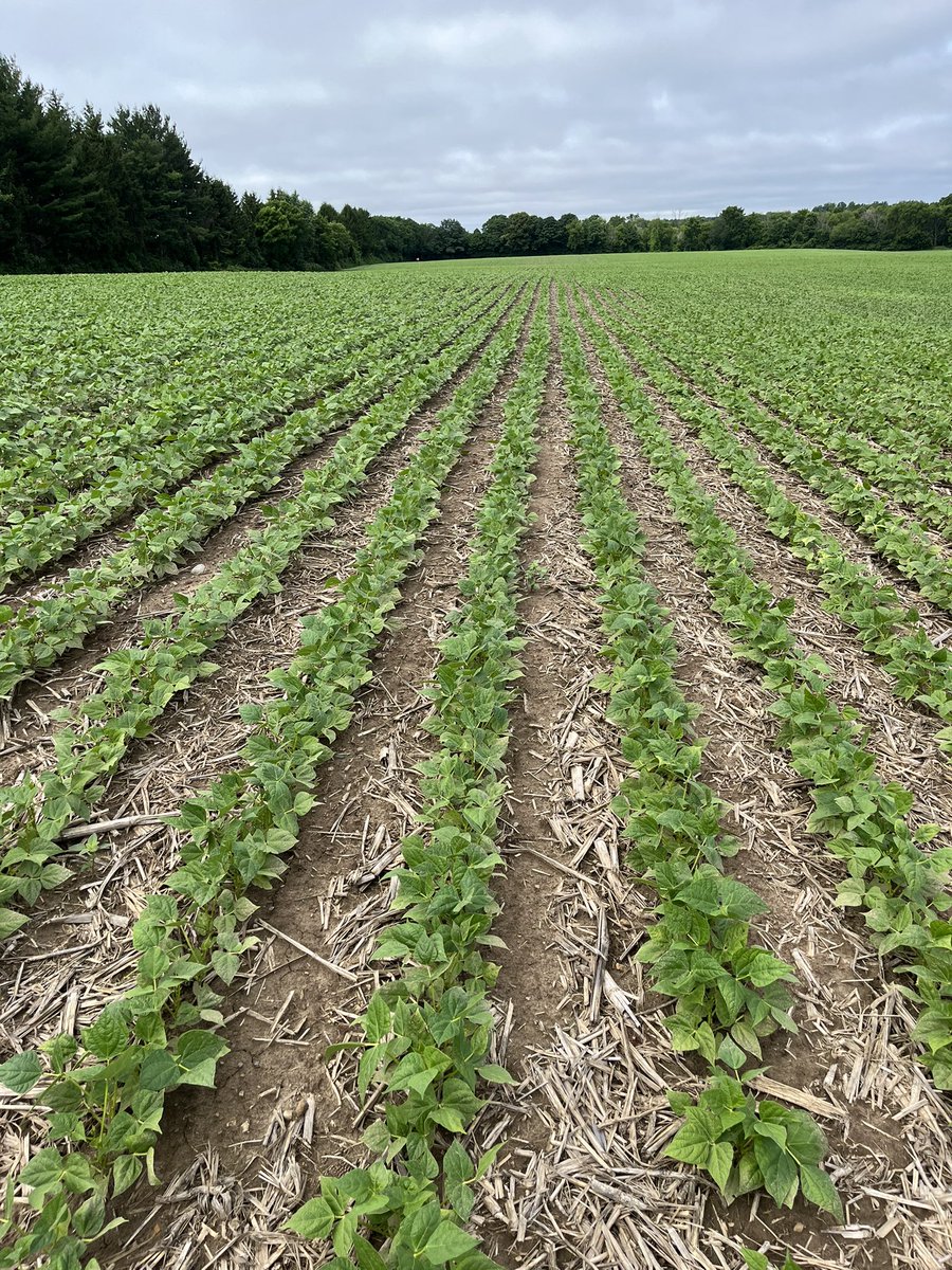 megnmoran's tweet image. Dry beans may not be as showy as canola, but they’re still pretty. No flowers yet in these white beans on 20” rows.