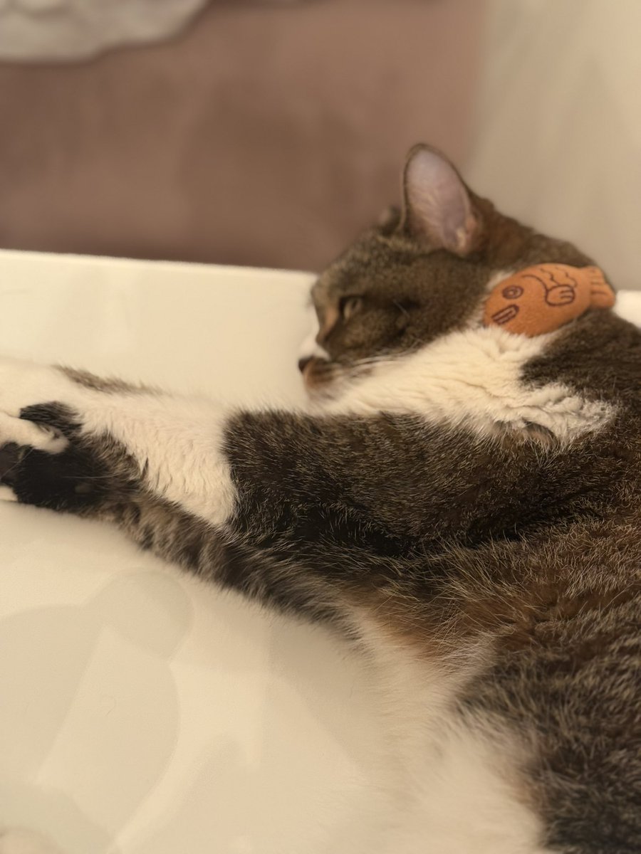 ごまちゃんのこのポーズが七夕の願い事

伝わった？