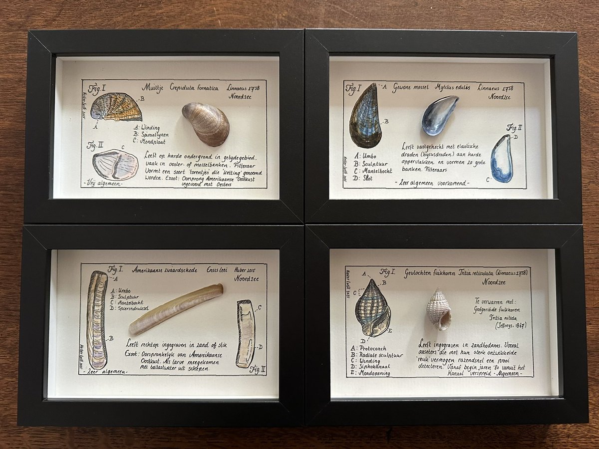 Nieuwe #Noordzee serie: mossel, muiltje, gevlochten fuikhoren en amerikaanse zwaardschede. Per stuk €30,- inclusief verzenden, samen €100,- inclusief verzenden. DM bij interesse. Handgekleurde afdruk van eigen tekening. Dus allemaal anders! Ook te combineren met de andere serie