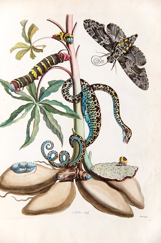 ZSLLibrary's tweet image. Today is #WorldSnakeDay we are featuring a garden tree boa with cassava, sphinx moth & treehopper from Maria Merian's insects of Surinam, 1726. More about Merian as a herpetologist: zsl.org/news-and-event…
We are closed today (Wednesday) but will be open again tomorrow as usual.