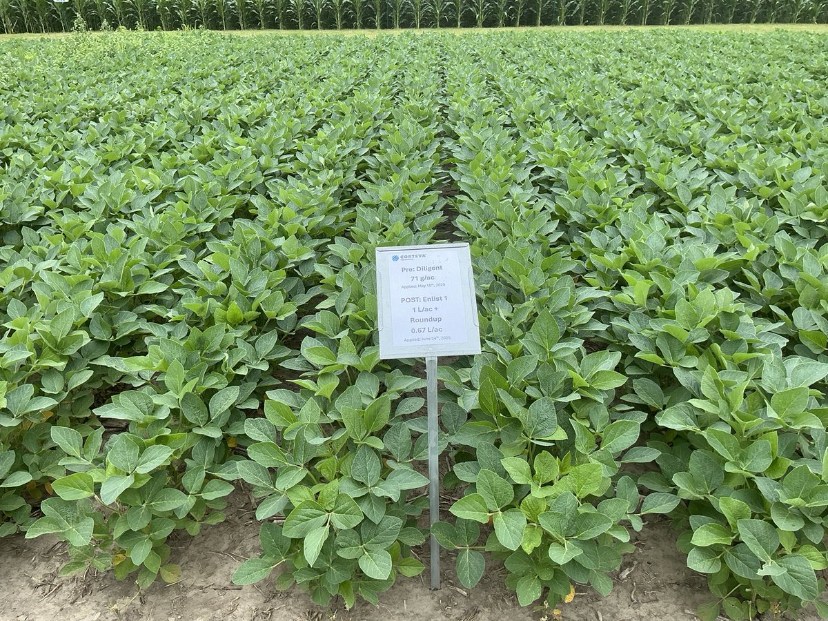 Chris Robson CCA-ON (@chrisrobson11) on Twitter photo Touring some demo trials today. Pretty evident how much benefit a good herbicide residual program brings regardless of soybean trait system. Pick the right product for your weeds you’re dealing with and look to rotate modes of action. <a href="/PioneerSeedsCA/">Pioneer Seeds Canada</a> Touring some demo trials today. Pretty evident how much benefit a good herbicide residual program brings regardless of soybean trait system. Pick the right product for your weeds you’re dealing with and look to rotate modes of action. <a href="/PioneerSeedsCA/">Pioneer Seeds Canada</a>