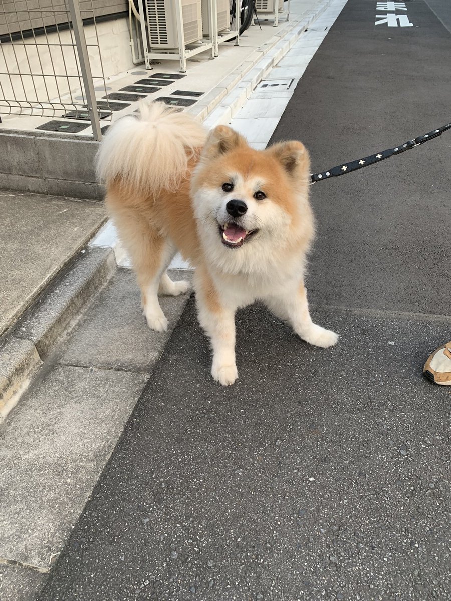 今朝最初に挨拶したのが花ちゃん、ザギトワのワンちゃんの従姉妹です♪