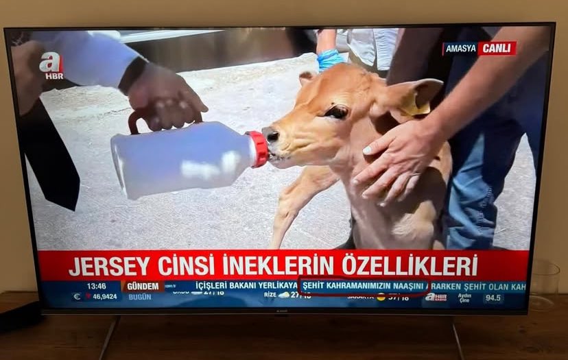 Bir ineği haber yapıp
12 şehidimizi alt yazı olarak verdiler…

UNUTMA TÜRK