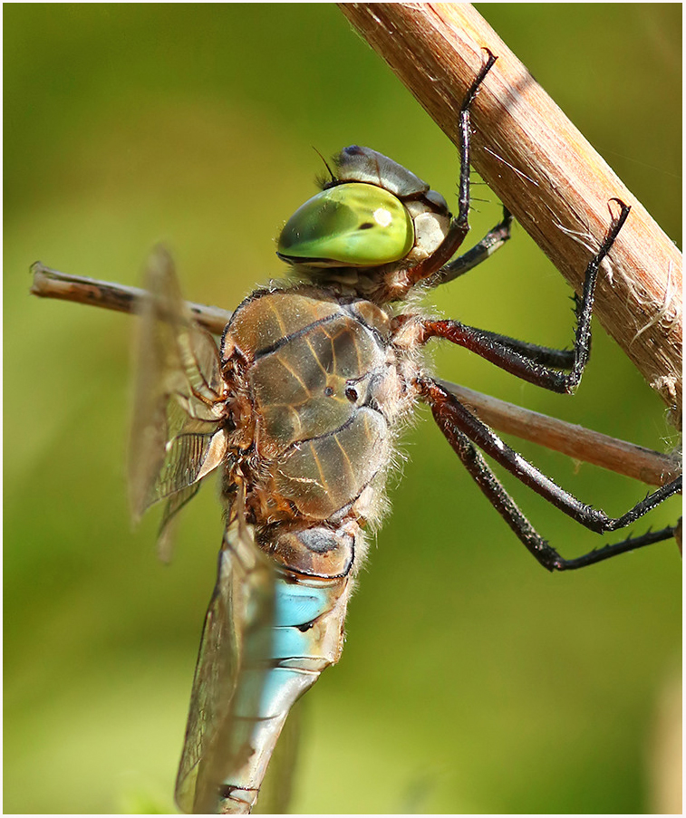 Marc Heath (@marcheathym007) on Twitter photo Male Lesser Emperor from New Hythe, Kent at the weekend. NEW photos @ marcheath.blogspot.com. <a href="/BDSdragonflies/">British Dragonfly Society</a> <a href="/ScotlandBds/">BDS Scotland</a> <a href="/Britnatureguide/">The British Nature Guide</a> <a href="/britwildlife/">British Wildlife Mag</a> <a href="/smallshire/">Dave Smallshire</a> <a href="/Migrantdragons/">Adrian Parr</a> <a href="/BBCSpringwatch/">BBC Springwatch</a> #Teamdragonfly Male Lesser Emperor from New Hythe, Kent at the weekend. NEW photos @ marcheath.blogspot.com. <a href="/BDSdragonflies/">British Dragonfly Society</a> <a href="/ScotlandBds/">BDS Scotland</a> <a href="/Britnatureguide/">The British Nature Guide</a> <a href="/britwildlife/">British Wildlife Mag</a> <a href="/smallshire/">Dave Smallshire</a> <a href="/Migrantdragons/">Adrian Parr</a> <a href="/BBCSpringwatch/">BBC Springwatch</a> #Teamdragonfly