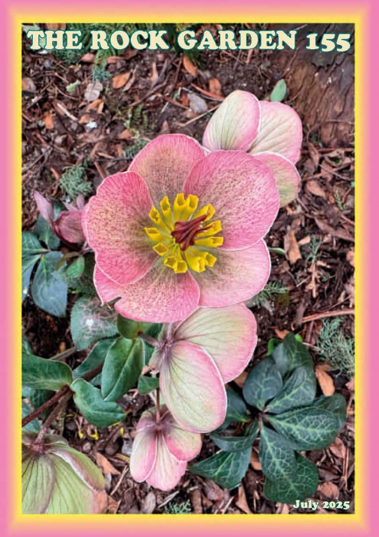 All SRGC members may access  recent issues of The Rock Garden via the website srgc.net, by logging in there with their membership details. The latest journal is now online there:Issue 155. The issue is being posted out to "paper members" soon.