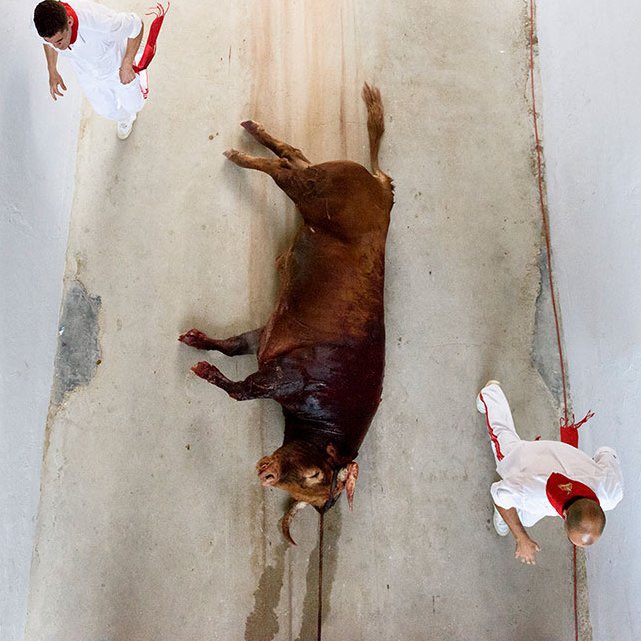 En pleno siglo XXI, ni justificación ni necesidad por la que el ser humano deba utilizar a otros animales para divertirse, liberar adrenalina... o engordar su ego. ❌ #SanFerminesSinMaltratoAnimal 📷Aitor Garmendia