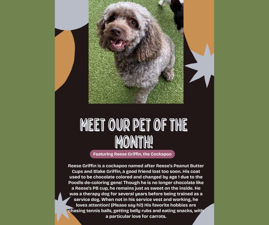 Was called by my apartment's leasing agent this AM and thought I was in trouble...😂turns out, Reese was selected to be pet of the month! 🥳 Which is much more fun than the former.
