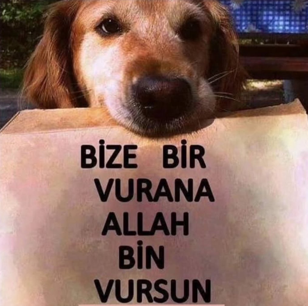 #SokakHayvanlarıSahipsizDeğil