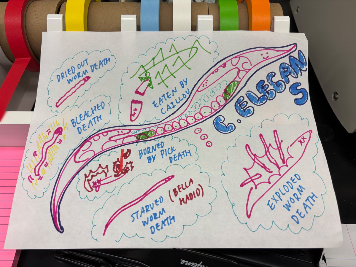 BembenekLab's tweet image. You can always tell when the high school summer interns start working in the lab!