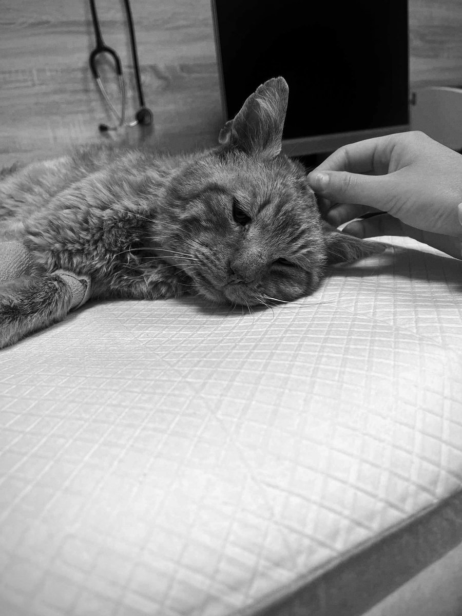 Racuszek poszedł💔🌈 rana na jego szyji to rana postrzałowa.Dwa dni trwało jego cierpienie a ktoś na to patrzył. Ten brak empatii mnie przeraża😓Dziękuję lekarzom z lecznicy Serwin z N.Sącza. Przyjęli nas jako jedyni na trasie i zaopiekowali Racuchem. Do zobaczenia kocurku🫶