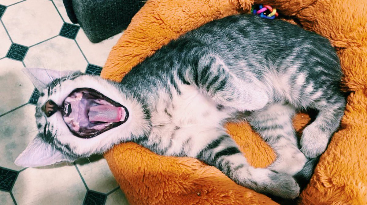 Спокойной ночи!

Ураган ложится спать и вам советует 😸