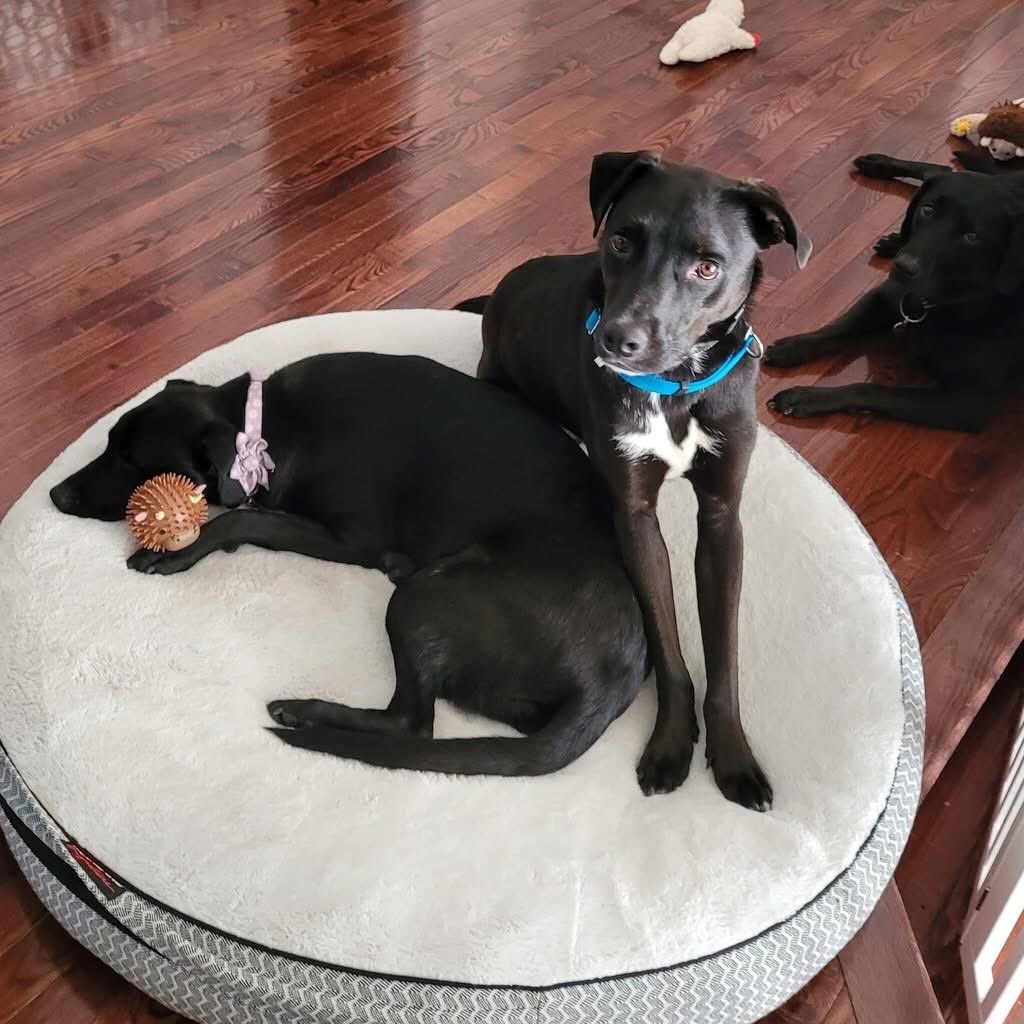 OPH_Rescue's tweet image. Does your pup need a wing man? Ricky is your guy! At 1 yr old and 40lbs, he gets along beautifully with other dogs, loves older kids, and is respectful of cats too. Apply now for your best buddy! 

new.shelterluv.com/embed/animal/O…