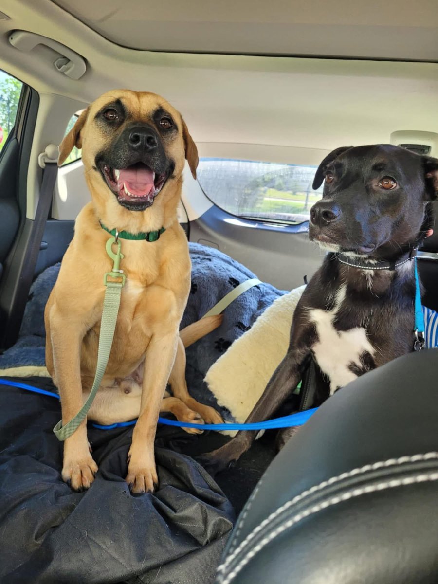 OPH_Rescue's tweet image. Does your pup need a wing man? Ricky is your guy! At 1 yr old and 40lbs, he gets along beautifully with other dogs, loves older kids, and is respectful of cats too. Apply now for your best buddy! 

new.shelterluv.com/embed/animal/O…