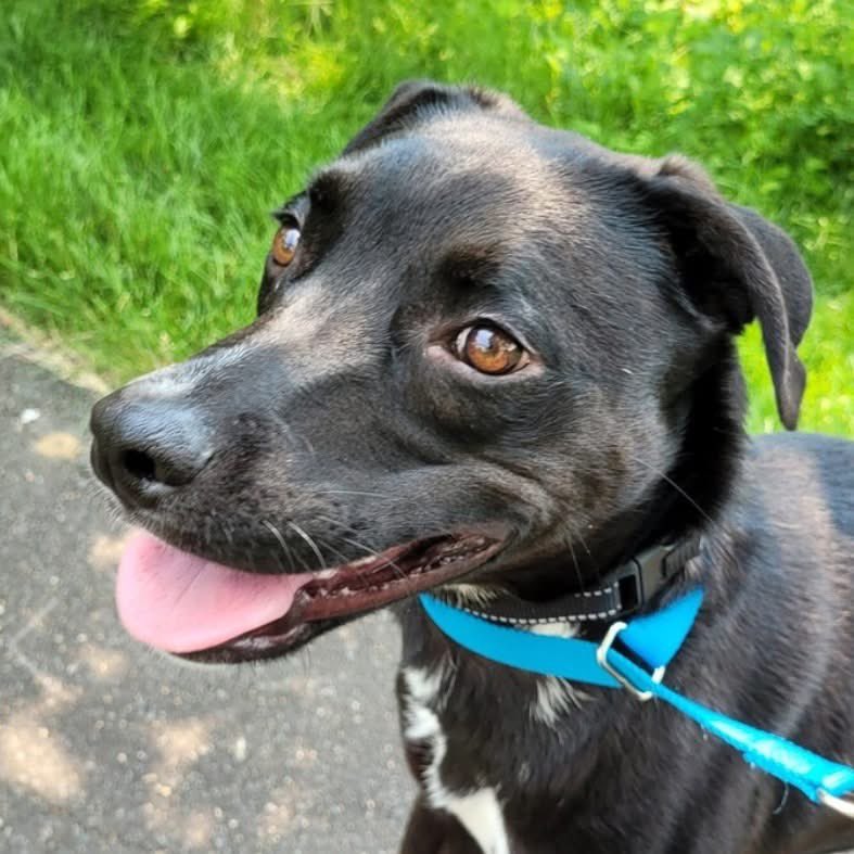 OPH_Rescue's tweet image. Does your pup need a wing man? Ricky is your guy! At 1 yr old and 40lbs, he gets along beautifully with other dogs, loves older kids, and is respectful of cats too. Apply now for your best buddy! 

new.shelterluv.com/embed/animal/O…