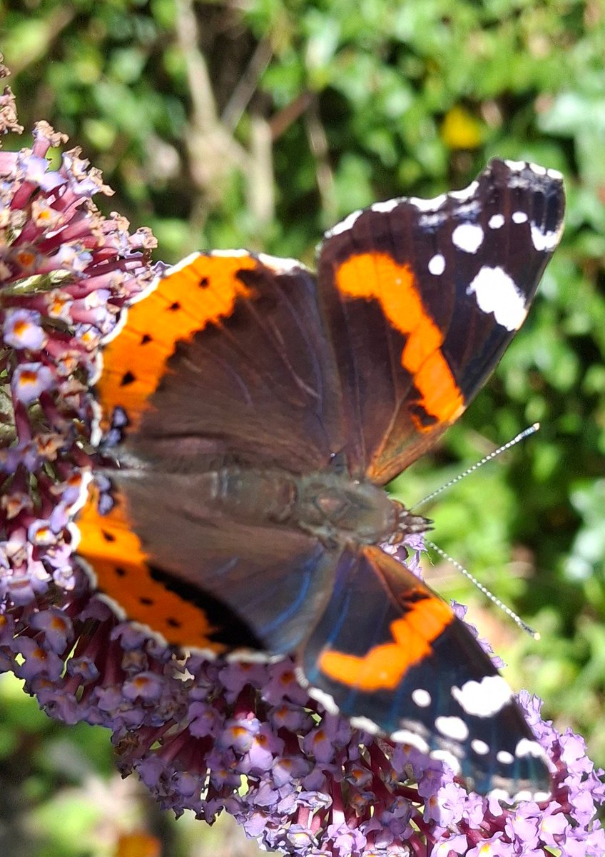 This gorgeous Red Admiral is my first here since 2023 and especially on this Buddleia where there were no butterflies at all nectaring on it last year and I pass several times a day! #biodiversitycrisis #climatebreakdown