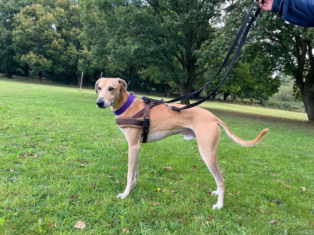 Lurcher SOS 🐾🐾 tweet media