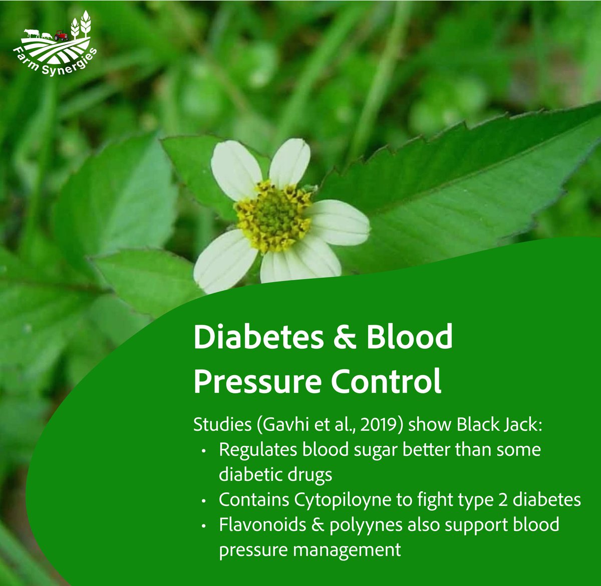 FarmSynergies's tweet photo. 🌿 Black Jack (Bidens pilosa) isn’t just a weed — it’s a natural healer. From diabetes control to immune support, discover the hidden power of this backyard plant. #BlackJackHealing #FarmSynergies #HerbalMedicine https://t.co/DsZi9UPIZ2