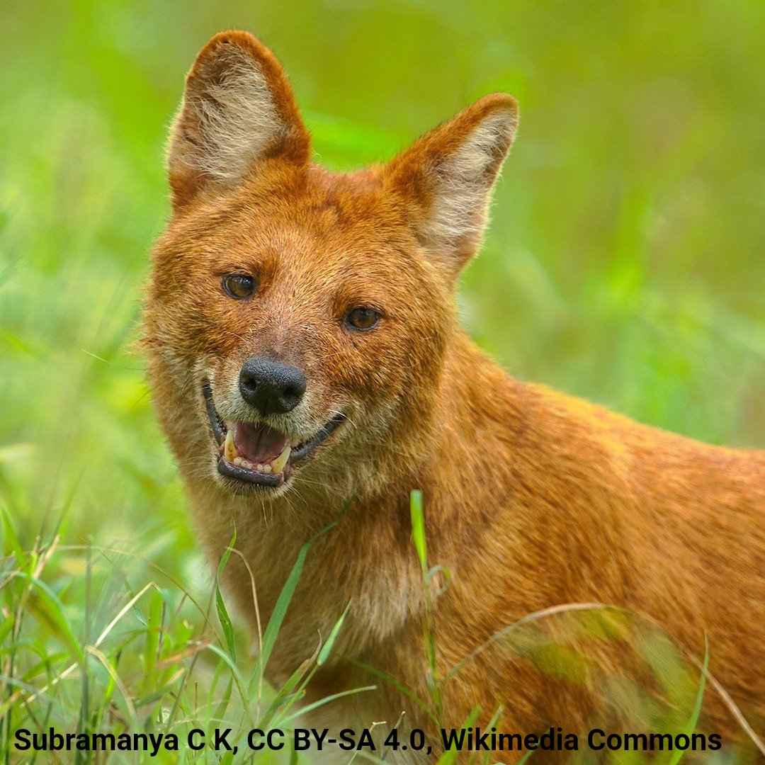 AMNH's tweet image. Meet the dhole. This Asian canid typically lives in groups of ~12 individuals—sometimes socializing with other groups to form “super packs” of 30+ members. Teamwork enables them to hunt prey 10x their size. Dholes also allow their pups to feed first on kills.