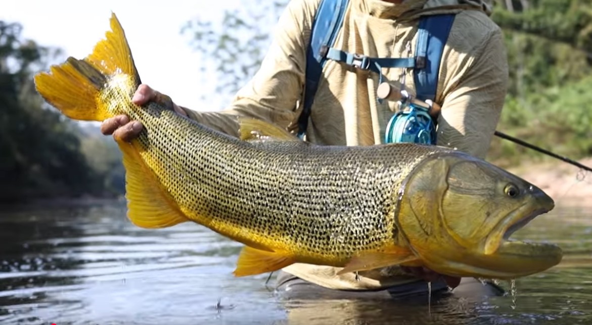 Video: Fly Fishing Travel with Yellow Dog Flyfishing Adventures - adventuremagazine.co.nz/video-fly-fish…