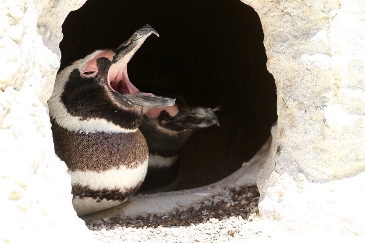 sfzoo's tweet image. We’re all starting this week off after a holiday weekend with a lot of energy (not!).