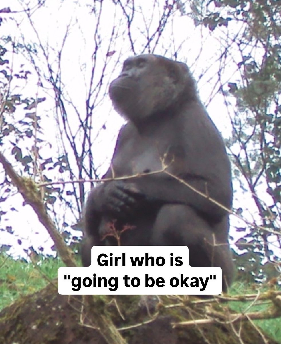 seeing gorillas tomorrow