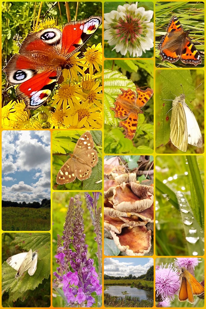 #JoinMeOnMyWalk Yesterday's beautiful walk locally, I was expecting rain so it was a very welcome surprise. I took a left instead of a right and found myself in a field of ragwort and so many #butterflies. Perfect! <a href="/ThePhotoHour/">#ThePhotoHour</a> #Lancashire