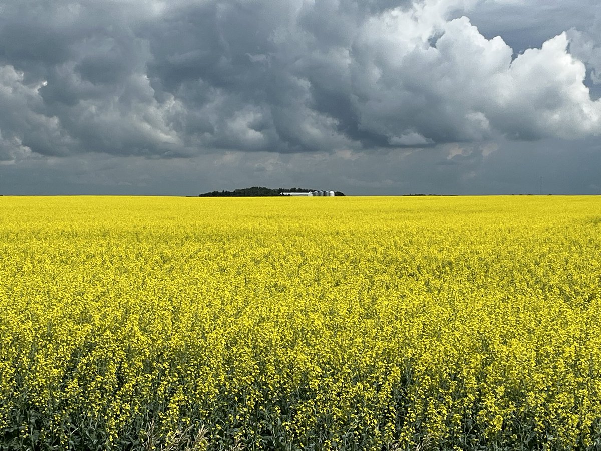 Travis Wiens (@annexagro) on Twitter photo <a href="/PioneerSeedsCA/">Pioneer Seeds Canada</a> P1540L enjoying some reprieve from the heat we saw last wk. Sure doesnt look like it suffered! Flowering is going quickly and pods forming on this compact, efficient hybrid. <a href="/PioneerSeedsCA/">Pioneer Seeds Canada</a> P1540L enjoying some reprieve from the heat we saw last wk. Sure doesnt look like it suffered! Flowering is going quickly and pods forming on this compact, efficient hybrid.