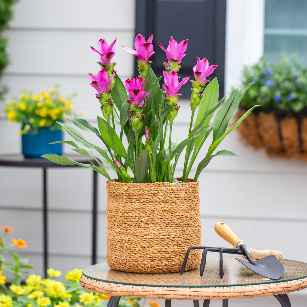 With bold, tropical foliage and bright flower spikes, #Curcuma brings fun vibes and unexpected color to summer gardens. They are long-blooming and surprisingly easy to grow. Find Curcuma at your local garden center and welcome the exotic thrill to your garden! (ALT for care)