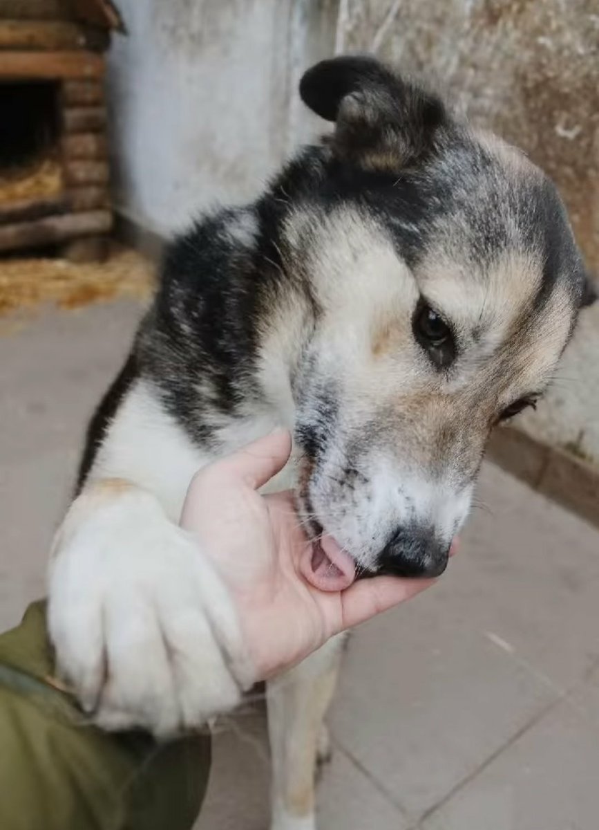 AnnaSernawit's tweet image. SKOCZEK 🐕🙏🏼🏡🆘 Ciągle czeka 😓Stracił bezpowrotnie 9 CENNYCH LAT😢💔
Nie potrafię zrozumieć,dlaczego przez tak długi czas nikt nie zauważył,że SKOCZEK jest IDEAŁEM❤️ Błagam o kochający 🏡 dla tego cudownego psiaka 🙏🏼🆘
Szczytno 📞792-373-519