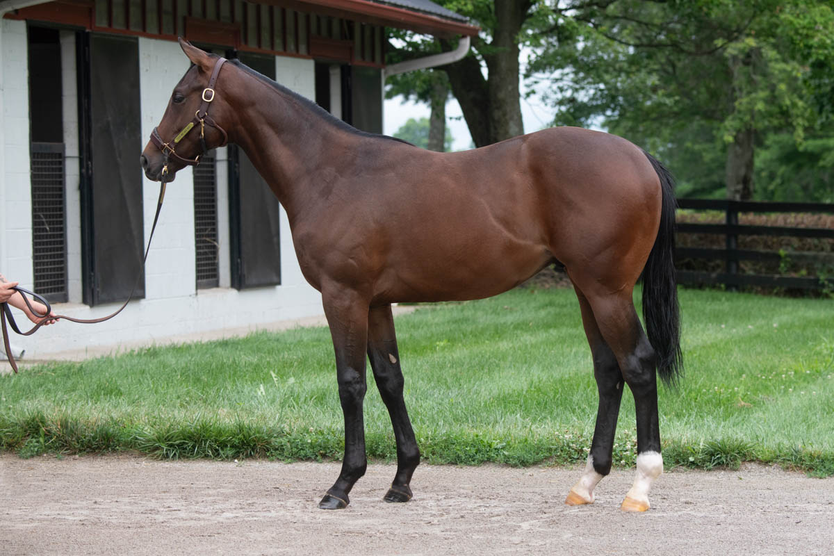 Taylor Made Farm (@taylormadesales) on Twitter photo Selling #FTJULY
Hip 9 Early Voting - Rella 24
✔️Beautiful colt with deep female family!
✔️Louisiana bred by first year stallion and son of Gun Runner, Early Voting!
📄ow.ly/AwM650WlNWw
📹ow.ly/iGUC50WlNWy
📲Marshall T. 859-797-7003 Selling #FTJULY
Hip 9 Early Voting - Rella 24
✔️Beautiful colt with deep female family!
✔️Louisiana bred by first year stallion and son of Gun Runner, Early Voting!
📄ow.ly/AwM650WlNWw
📹ow.ly/iGUC50WlNWy
📲Marshall T. 859-797-7003